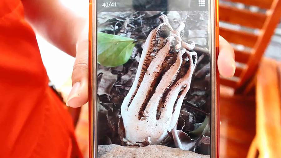 เจอเห็ดปริศนาที่วัดย่านพระสมุทรเจดีย์ กลิ่นเหม็นคล้ายศพ หายากอันดับ 2 ของโลก เจอเห็ดปริศนาที่วัดย่านพระสมุทรเจดีย์ กลิ่นเหม็นคล้ายศพ หายากอันดับ 2 ของโลก