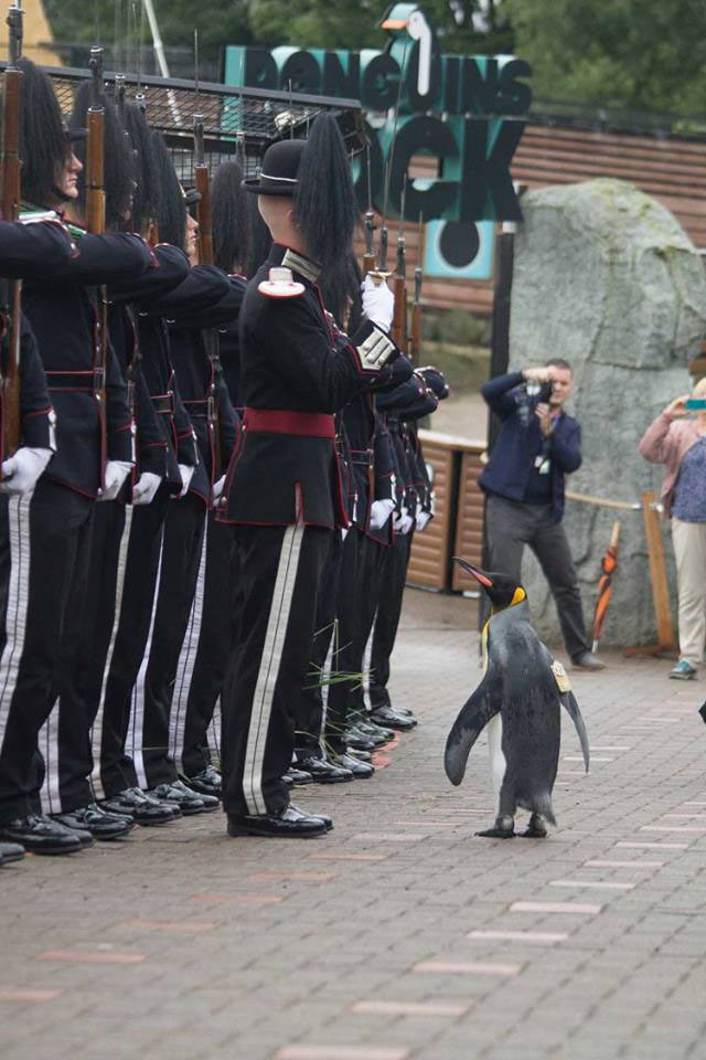 เท่ไปเลยครับท่าน เจ้าเพนกวินติดยศพลจัตวา เหล่าทหารต้องวันทยาหัตถ์ เท่ไปเลยครับท่าน เจ้าเพนกวินติดยศพลจัตวา เหล่าทหารต้องวันทยาหัตถ์