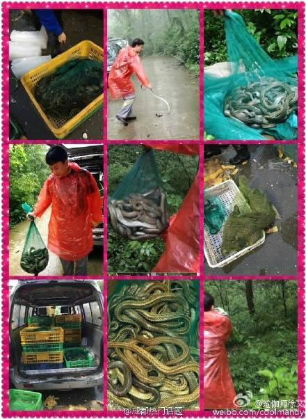 ทำบุญหรือทำบาป !! หญิงซื้องูกว่า 900 ตัวไปปล่อยป่า เจอชาวเน็ตรุมจวกยับ ทำบุญหรือทำบาป !! หญิงซื้องูกว่า 900 ตัวไปปล่อยป่า เจอชาวเน็ตรุมจวกยับ