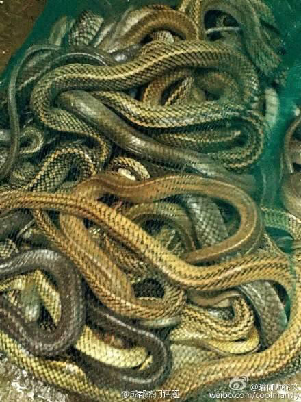 ทำบุญหรือทำบาป !! หญิงซื้องูกว่า 900 ตัวไปปล่อยป่า เจอชาวเน็ตรุมจวกยับ ทำบุญหรือทำบาป !! หญิงซื้องูกว่า 900 ตัวไปปล่อยป่า เจอชาวเน็ตรุมจวกยับ