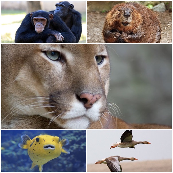 25 สัตว์โลกน่ารัก แต่แท้จริงแล้วเป็นตัวอันตรายสุด ๆ 25 สัตว์โลกน่ารัก แต่แท้จริงแล้วเป็นตัวอันตรายสุด ๆ