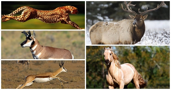 นี่คือโฉมหน้าของ 10 อันดับสัตว์ที่วิ่งเร็วที่สุดในโลก เร็วแค่ไหนไปดู นี่คือโฉมหน้าของ 10 อันดับสัตว์ที่วิ่งเร็วที่สุดในโลก เร็วแค่ไหนไปดู