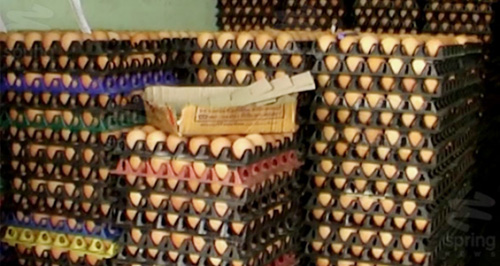 ไข่ขึ้นราคา ไข่ขึ้นราคา