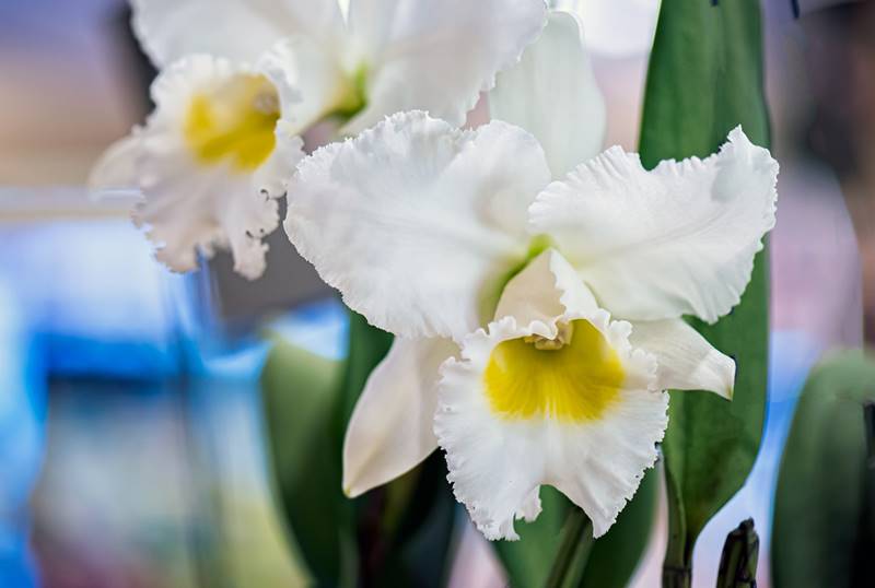 ดอกไม้สัญลักษณ์ประจำวันสตรีไทย ดอกกล้วยไม้คัทลียาควีนสิริกิติ์