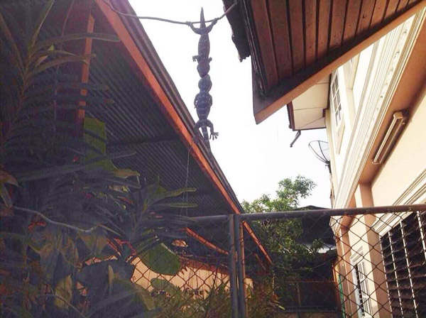 ตุ๊กแกห้อยหัว ตุ๊กแกห้อยหัว