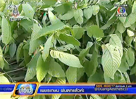 ใบกระท่อม ใบกระท่อม