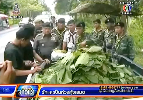 ใบกระท่อม ใบกระท่อม