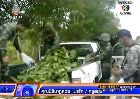 ใบกระท่อม ใบกระท่อม