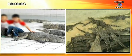 ฟาร์มจระเข้แม่ริม ฟาร์มจระเข้แม่ริม