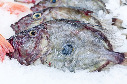 ปลาจอห์น ดอรี่ ปลาจอห์น ดอรี่