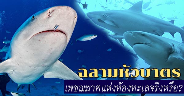 ฉลามหัวบาตร ฉลามหัวบาตร