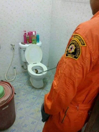 งูเห่าโผล่ชักโครก งูเห่าโผล่ชักโครก