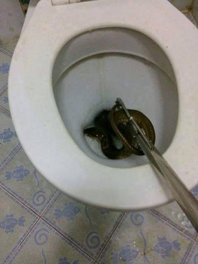 งูเห่าโผล่ชักโครก งูเห่าโผล่ชักโครก