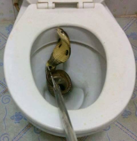 งูเห่าโผล่ชักโครก งูเห่าโผล่ชักโครก