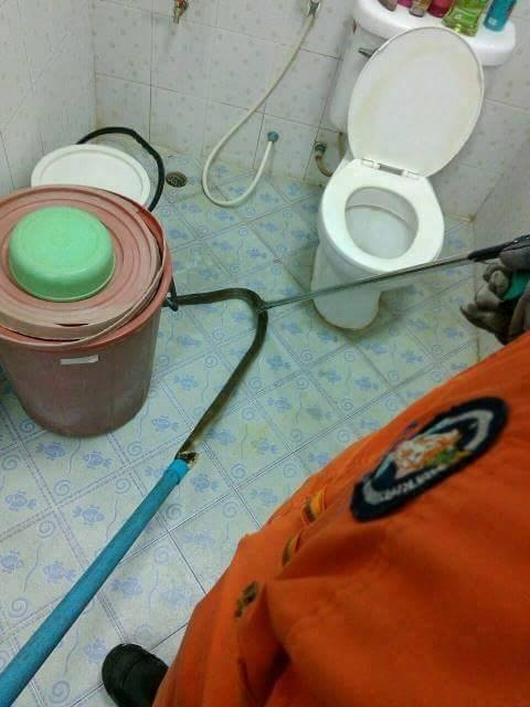 งูเห่าโผล่ชักโครก งูเห่าโผล่ชักโครก