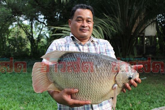 ปลาแรดยักษ์ ปลาแรดยักษ์