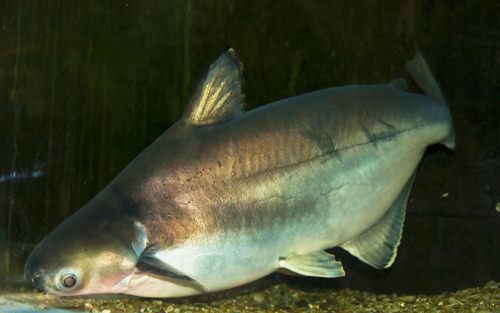 ปลาสวาย ปลาสวาย