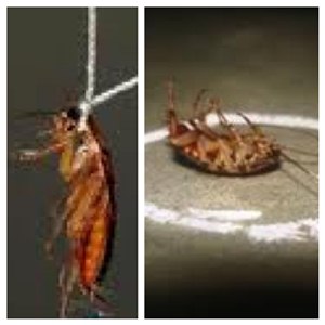 แมลงสาบ