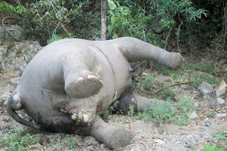 ช้างป่าแก่งกระจาน