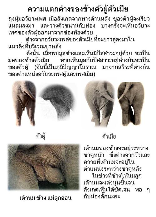 ช้างป่าแก่งกระจาน