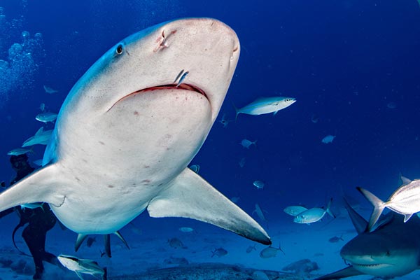 ฉลามหัวบาตร ฉลามหัวบาตร