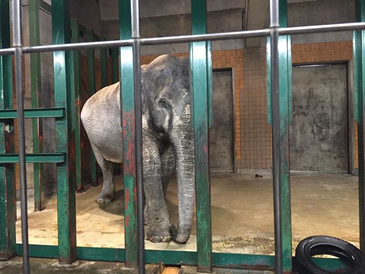 ช้างฮานาโกะ ช้างฮานาโกะ