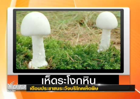 เห็ดพิษ เห็ดระโงกหิน เห็ดพิษ เห็ดระโงกหิน