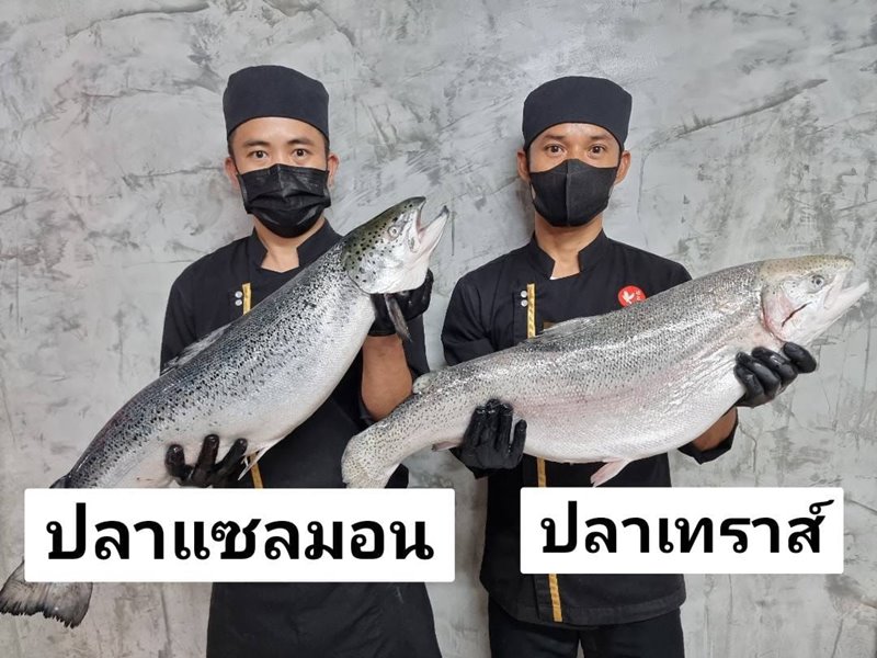 แซลมอน VS เทราส์ ปลาแซลมอน กับ ปลาเทราต์ ต่างกันอย่างไร