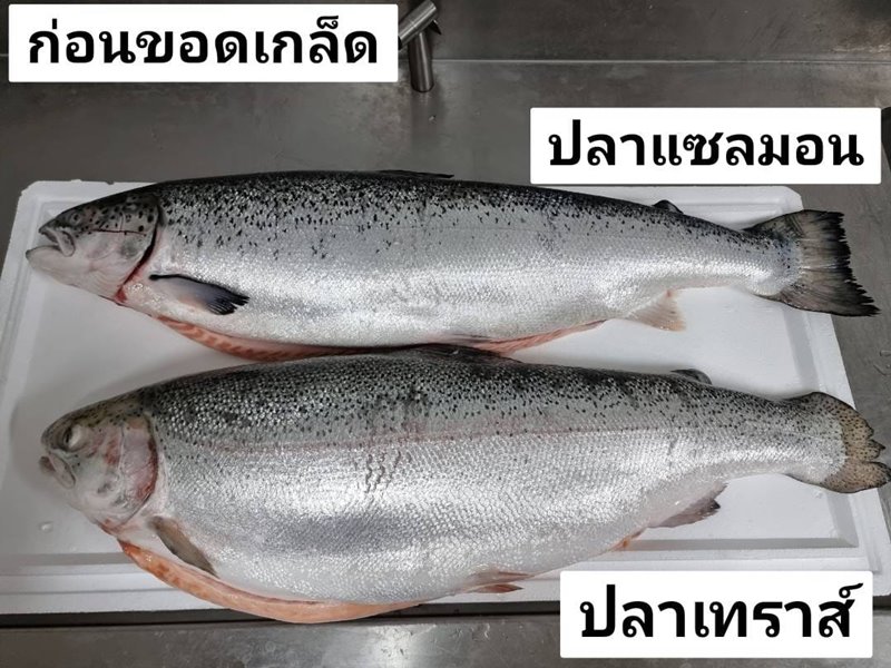 แซลมอน VS เทราส์ ลักษณะก่อนขอดเกล็ด ปลาแซลมอน กับ ปลาเทราต์