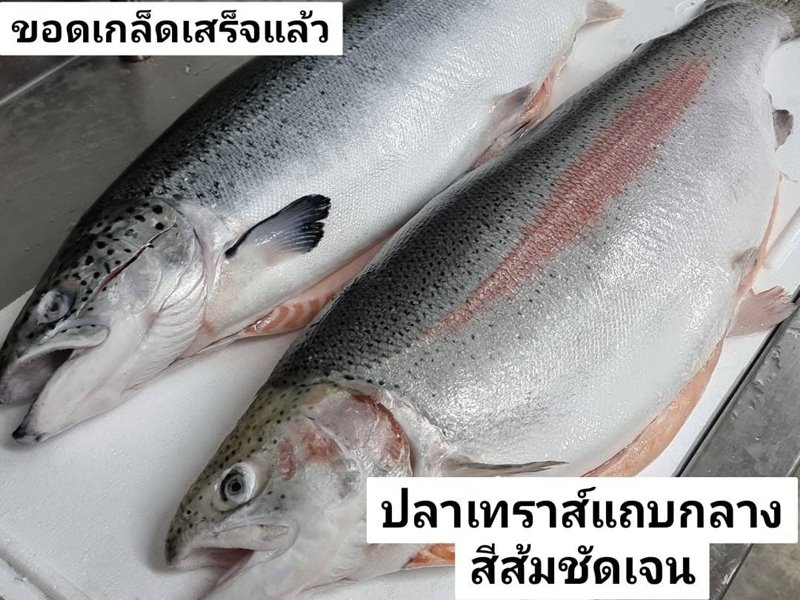แซลมอน VS เทราส์ ขอดเกล็ด ปลาแซลมอน กับ ปลาเทราต์