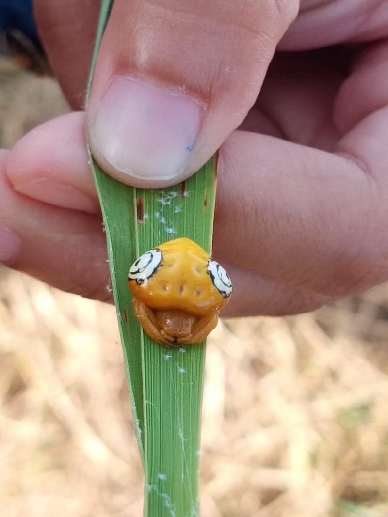 นี่ตัวอะไร นี่ตัวอะไร