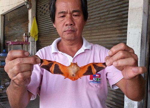 ค้างคาวยอดกล้วยปีกผีเสื้อ ค้างคาวยอดกล้วยปีกผีเสื้อ