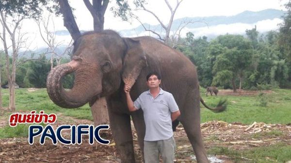 ช้างนิ้งหน่อง ช้างนิ้งหน่อง