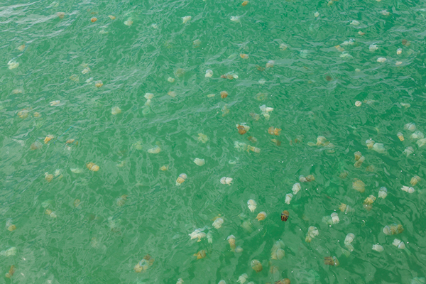 แมงกะพรุน แมงกะพรุนหลากสี