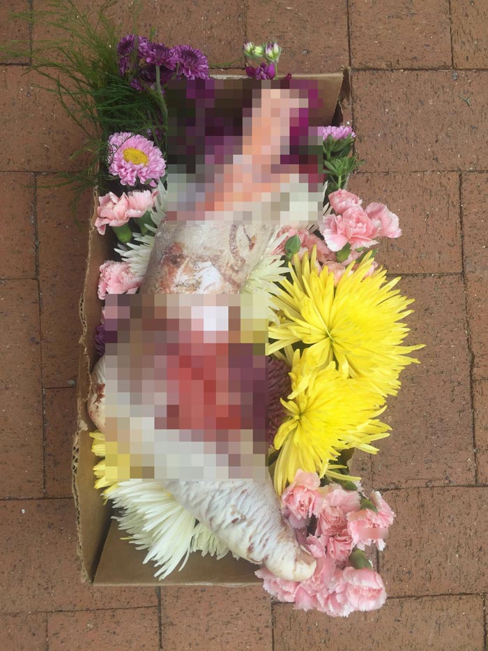 กินเนื้อมนุษย์ กินเนื้อมนุษย์