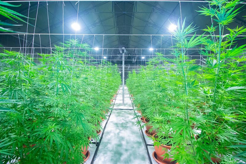 เก็บเกี่ยวกัญชาล็อตแรก เก็บเกี่ยวกัญชาล็อตแรก