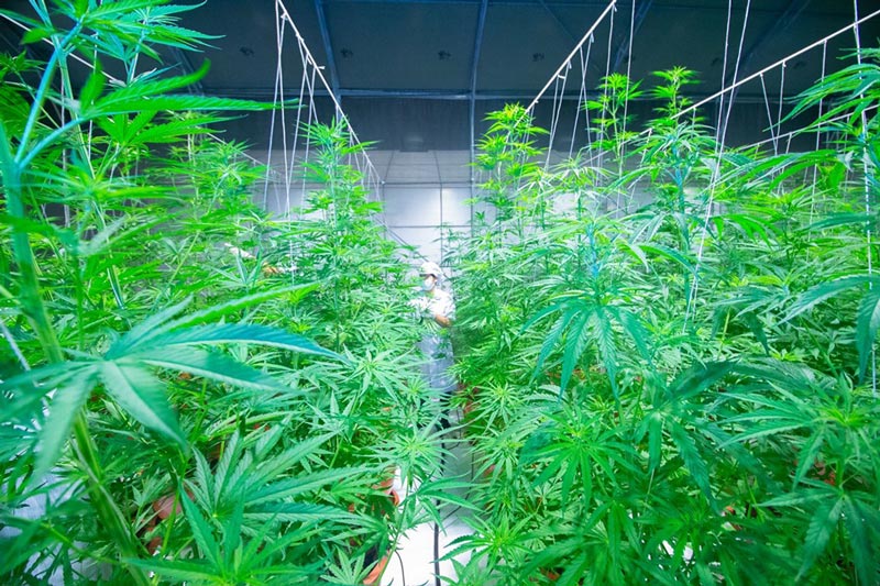 เก็บเกี่ยวกัญชาล็อตแรก เก็บเกี่ยวกัญชาล็อตแรก