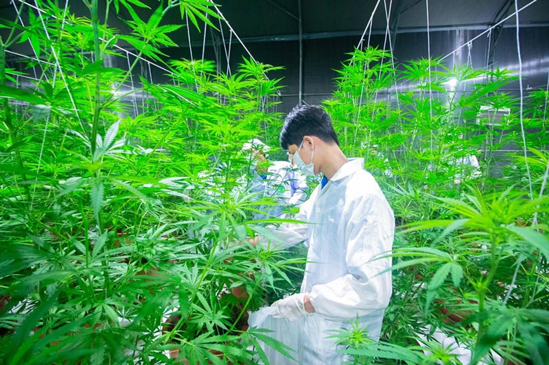 เก็บเกี่ยวกัญชาล็อตแรก เก็บเกี่ยวกัญชาล็อตแรก