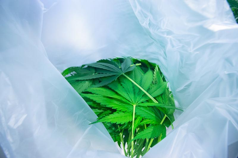 เก็บเกี่ยวกัญชาล็อตแรก เก็บเกี่ยวกัญชาล็อตแรก