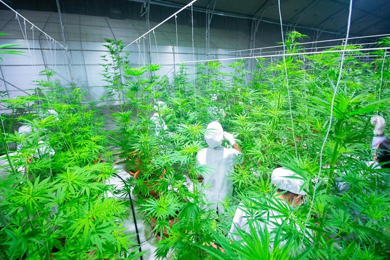 เก็บเกี่ยวกัญชาล็อตแรก เก็บเกี่ยวกัญชาล็อตแรก