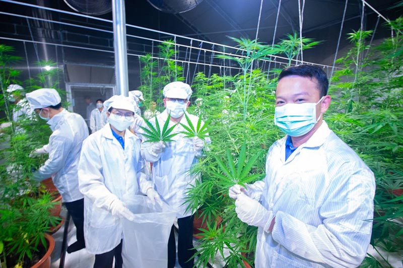 เก็บเกี่ยวกัญชาล็อตแรก เก็บเกี่ยวกัญชาล็อตแรก