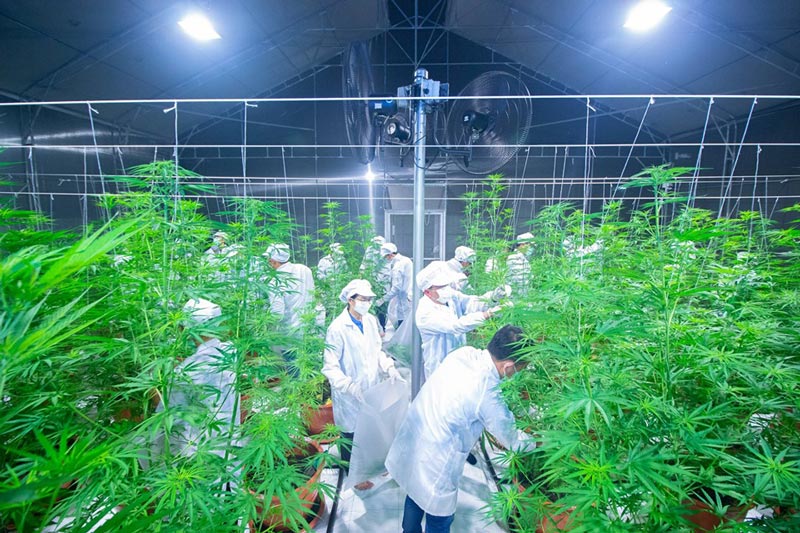 เก็บเกี่ยวกัญชาล็อตแรก เก็บเกี่ยวกัญชาล็อตแรก