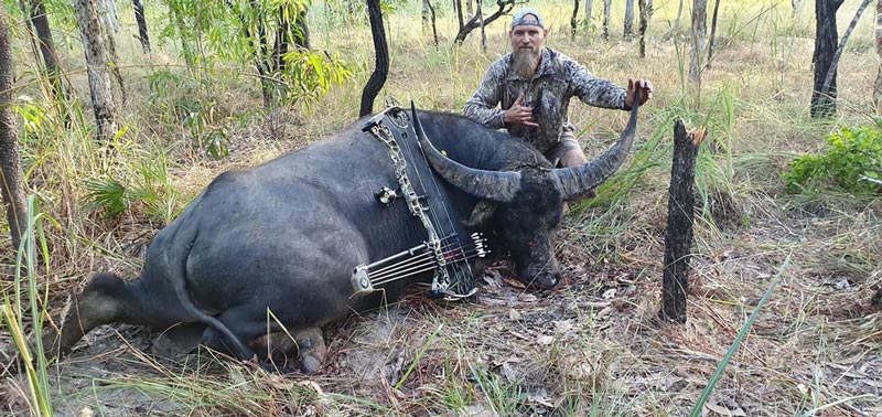 ควายป่าขวิดพราน ควายป่าขวิดพราน