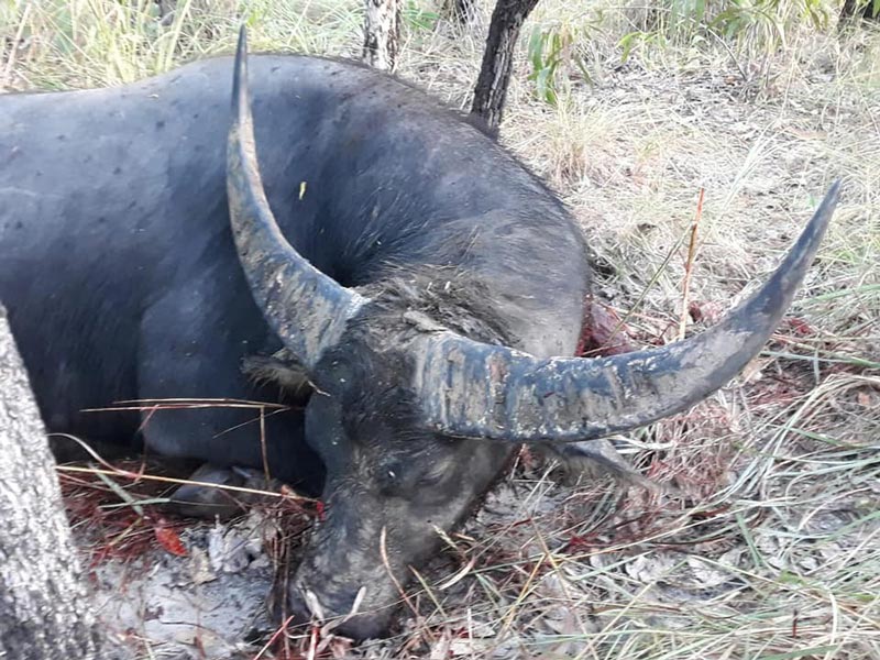 ควายป่าขวิดพราน ควายป่าขวิดพราน