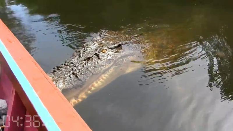 คนกับจระเข้ คนกับจระเข้