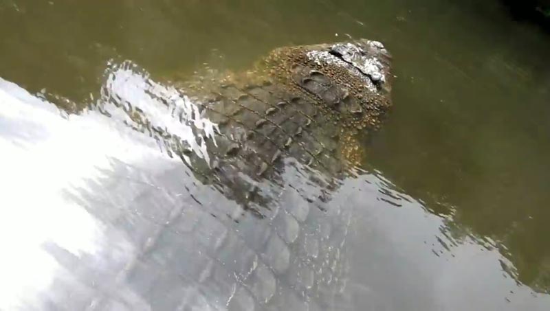 คนกับจระเข้ คนกับจระเข้