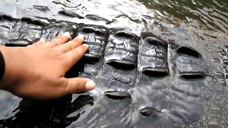 คนกับจระเข้ คนกับจระเข้