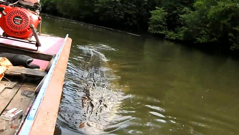 คนกับจระเข้ คนกับจระเข้