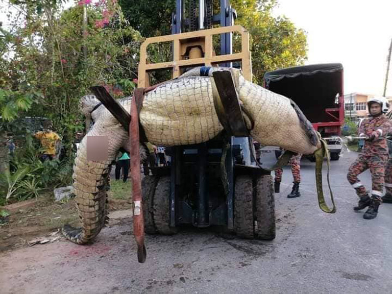 จระเข้ยักษ์ จระเข้ยักษ์