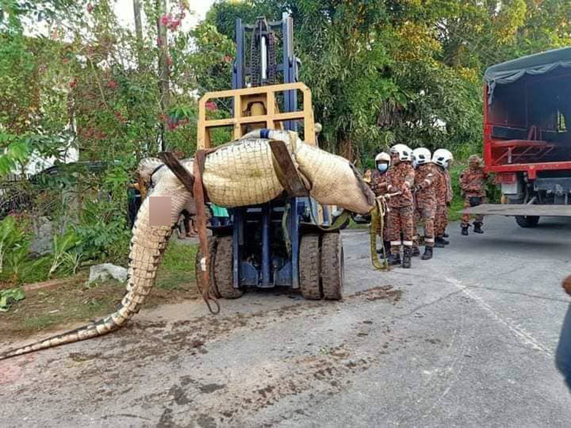 จระเข้ยักษ์ จระเข้ยักษ์